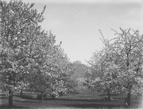 Foto Kirschblütenbäume - Blick zum Hohenneuffen von Nordwesten 1925-1930