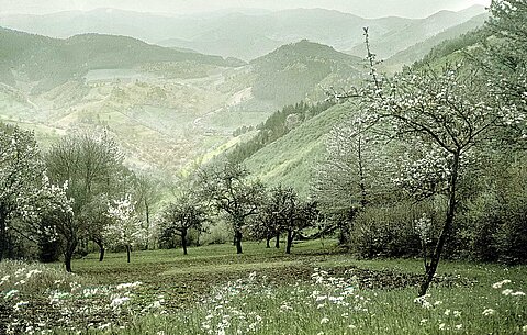 Das Kinzigtal während der Apfelblüte in den 1920er Jahren. Das Kinzigtal während der Apfelblüte in den 1920er Jahren.