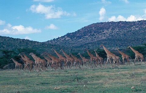 Galoppierende Giraffen-Herde im Massai-Mara-Nationalpark in Kenia Galoppierende Giraffen-Herde im Massai-Mara-Nationalpark in Kenia