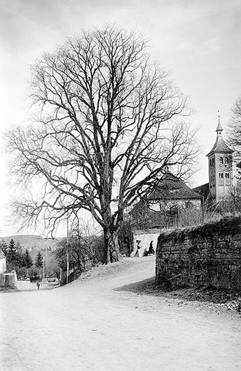 Schwarzweiß-Foto Große Ulme bei Denkendorf 1910 (Fotograf: Otto Feucht)